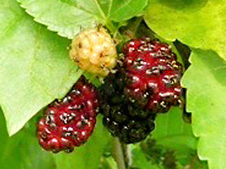 図 クワのクワ状果(桑)