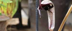 ウラシマソウの仏炎苞