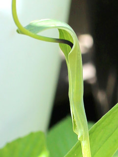 図 カラスビシャク(烏柄杓)