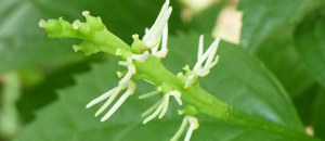 ヒトリシズカの花軸