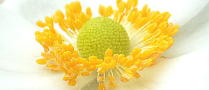 シュウメイギクの雄しべ