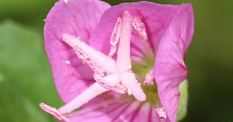 ユウゲショウの柱頭