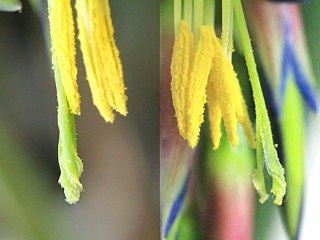 ビルベルギア・ヌタンスの閉じている柱頭と開いている柱頭