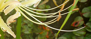 シロバナマンジュシャゲの花柱