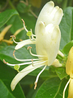 開いている緑色の柱頭の画像