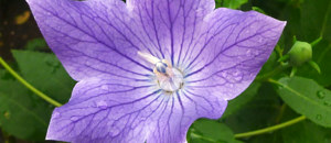 シロバナヤマホタルブクロの合弁花