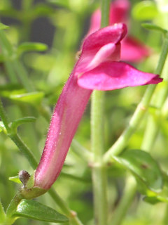 合着して筒状となったスクテラリア・チェリースカルキャップの合弁花 (撮影日：2024年7月3日)