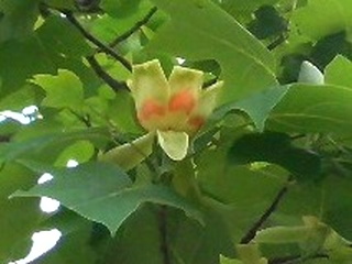 ユリノキ (撮影日：2008年5月8日)