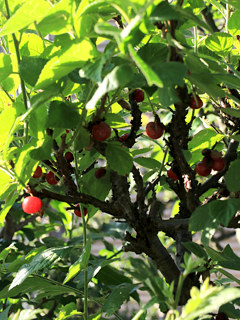 たくさんの実がなる様子 (撮影日：2022年6月4日)