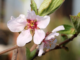 薄ピンク色の花 (撮影日：2024年4月2日)