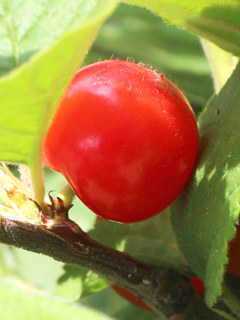 赤く熟した果実 (撮影日：2025年6月4日)