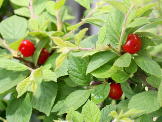 実がなる様子 (撮影日：2025年6月4日)