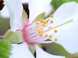 花托につくおしべとめしべ (撮影日：2023年3月28日)