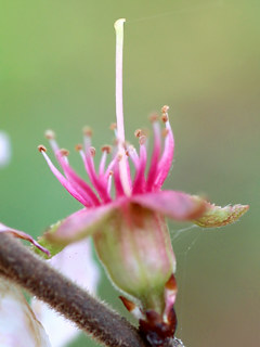筒状になった花托 (撮影日：2023年3月28日)